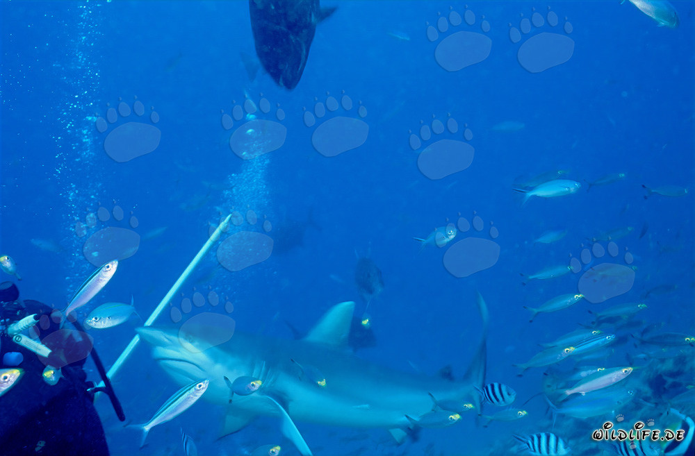 Tiburón toro - Majestuoso cazador marino en acción