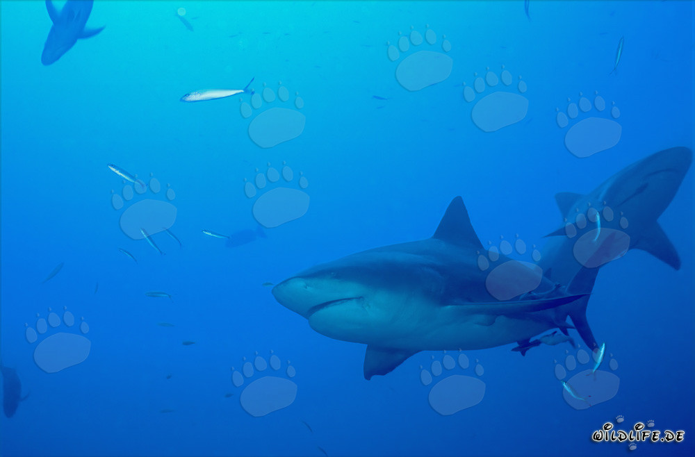 Two majestic Bull Sharks in front of the fascinating Shark Reef