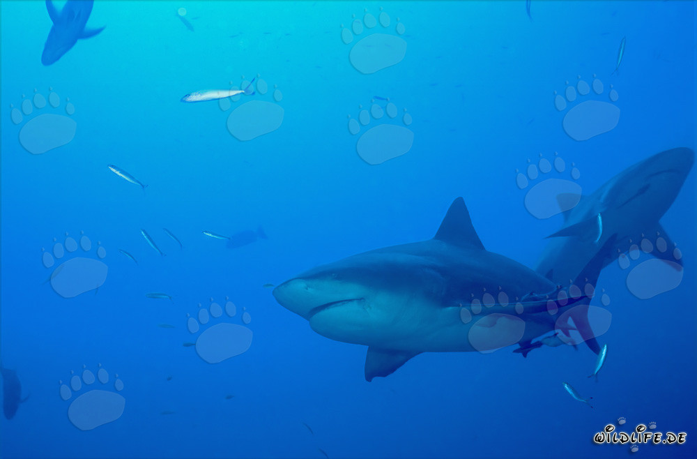 Zwei majestätische Bullenhaie vor dem faszinierenden Shark Reef