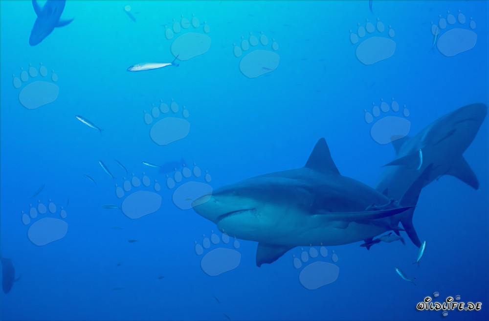 Deux majestueux requins-baleines devant le fascinant Shark Reef