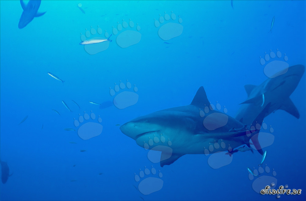 Due maestosi squali toro di fronte al fascinoso Shark Reef
