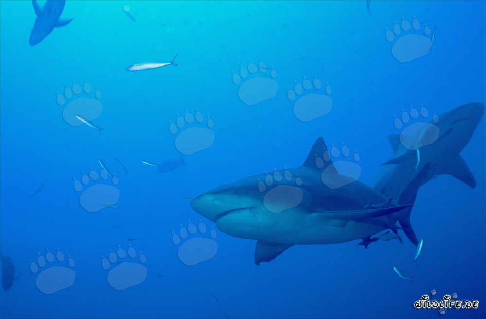 Dos majestuosos tiburones toro frente al fascinante Shark Reef