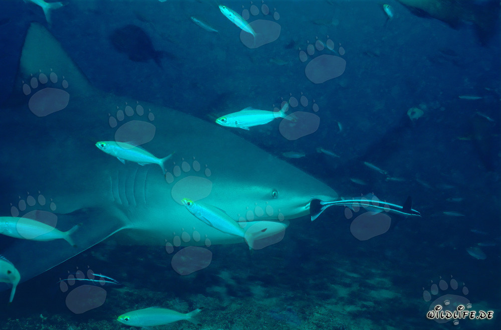 Bull Shark surrounded by mesmerizing Fusiliers