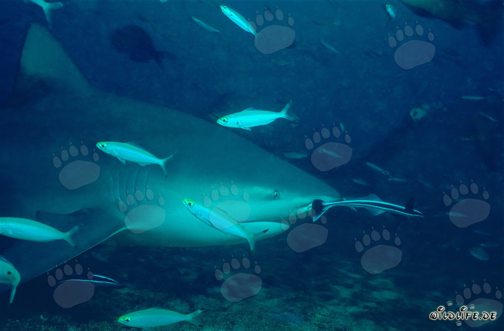 Requin taureau avec des fusiliers fascinants