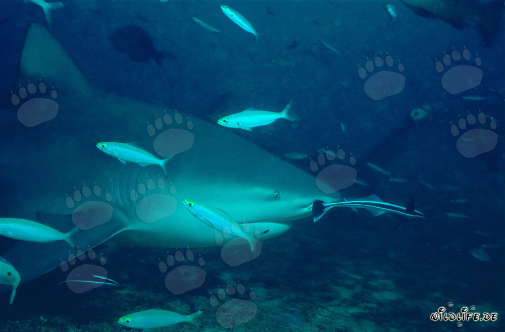 Squalo toro con affascinanti fucilieri