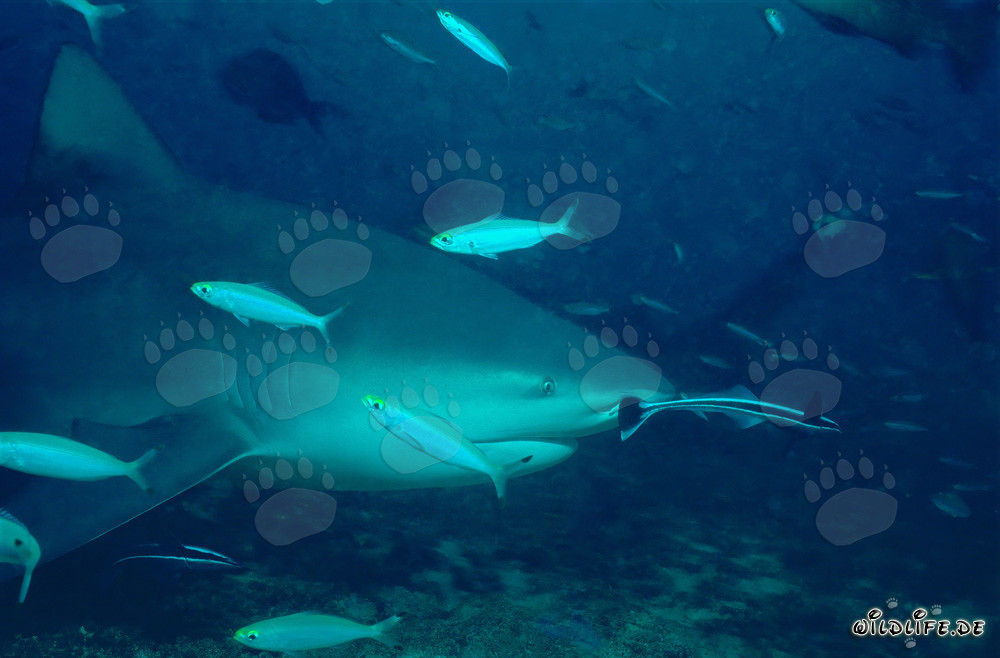 Tiburón toro con fascinantes fulmares