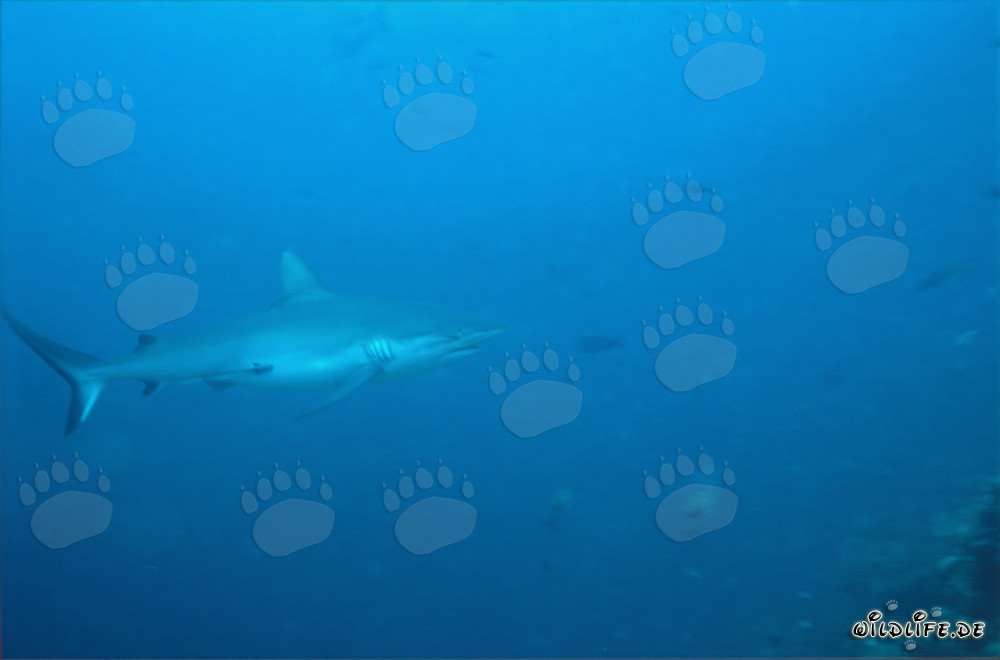Grauer Riffhai vor dem Shark Reef in der Beqa Lagoon