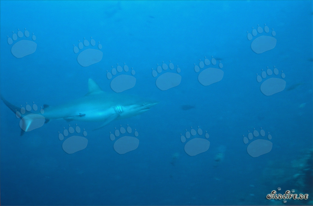 Gray reef shark (Carcharhinus amblyrhynchos) at Shark Reef in Beqa Lagoon