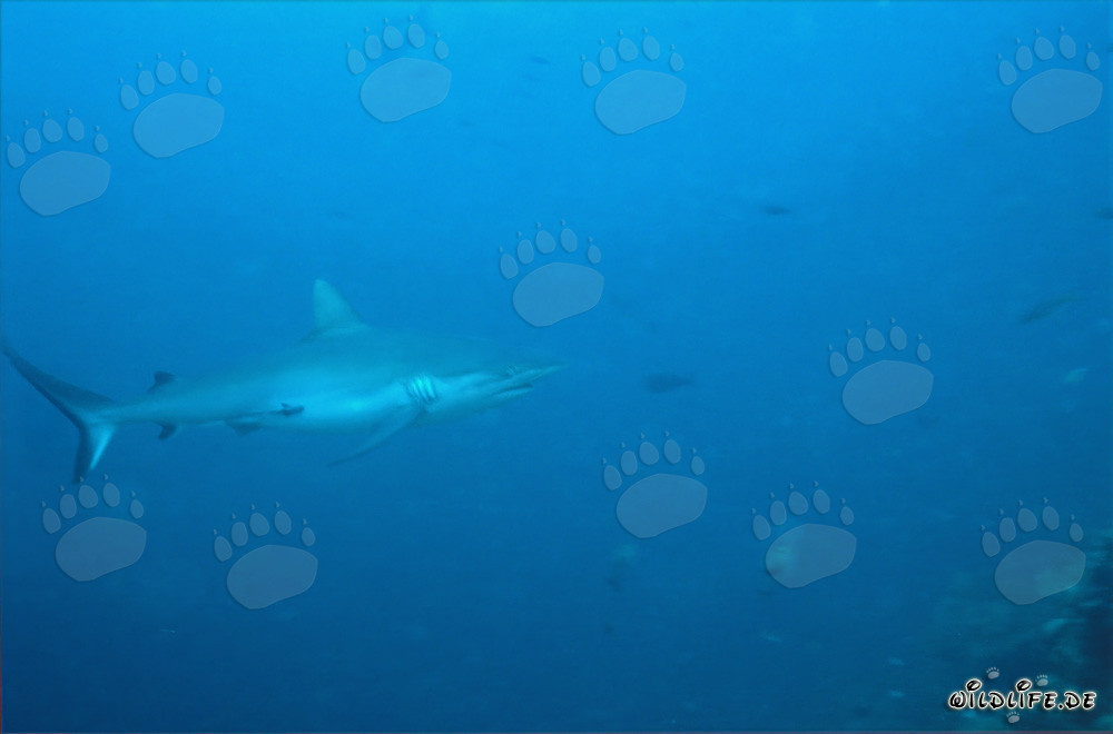 Requin gris de récif devant le Shark Reef dans le lagon de Beqa