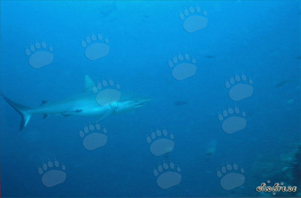 Squalo grigio del reef davanti allo Shark Reef nella laguna di Beqa