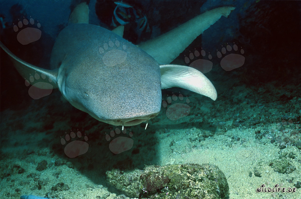Fascinante tiburón nodriza indopacífico explora el arrecife de tiburones en la laguna de Beqa en Fiji
