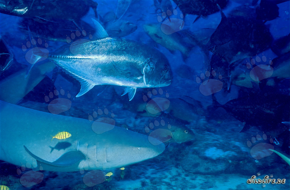 Gewöhnlicher Ammenhai und Dickkopf-Makrele unter Wasser in Beqa Lagoon, Fiji