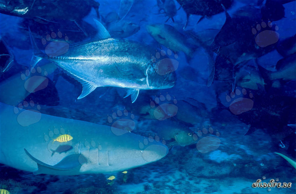 Requin nourrice ordinaire et maquereau à grosse tête sous l'eau à Beqa Lagoon, Fidji