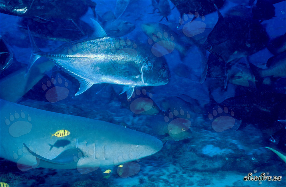 Squalo nutrice comune e sgombro a testa grossa sott'acqua a Beqa Lagoon, Figi