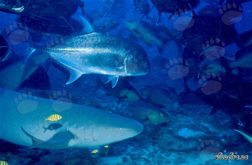 Tawny Nurse Shark and Barramundi Cod Underwater in Beqa Lagoon, Fiji