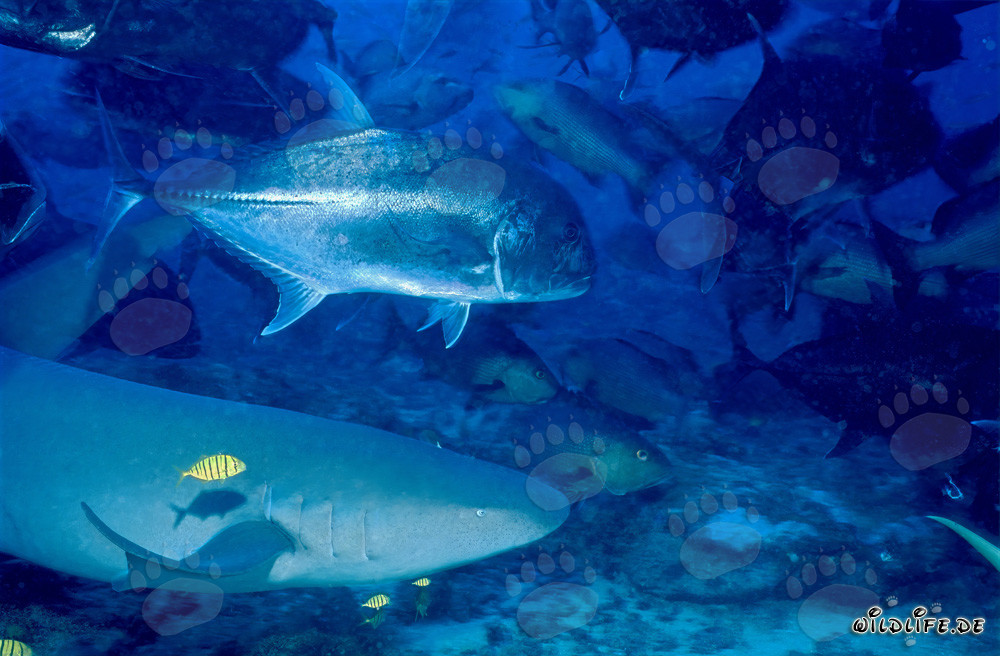 Tiburón nodriza común y caballa de cabeza grande bajo el agua en Beqa Lagoon, Fiji