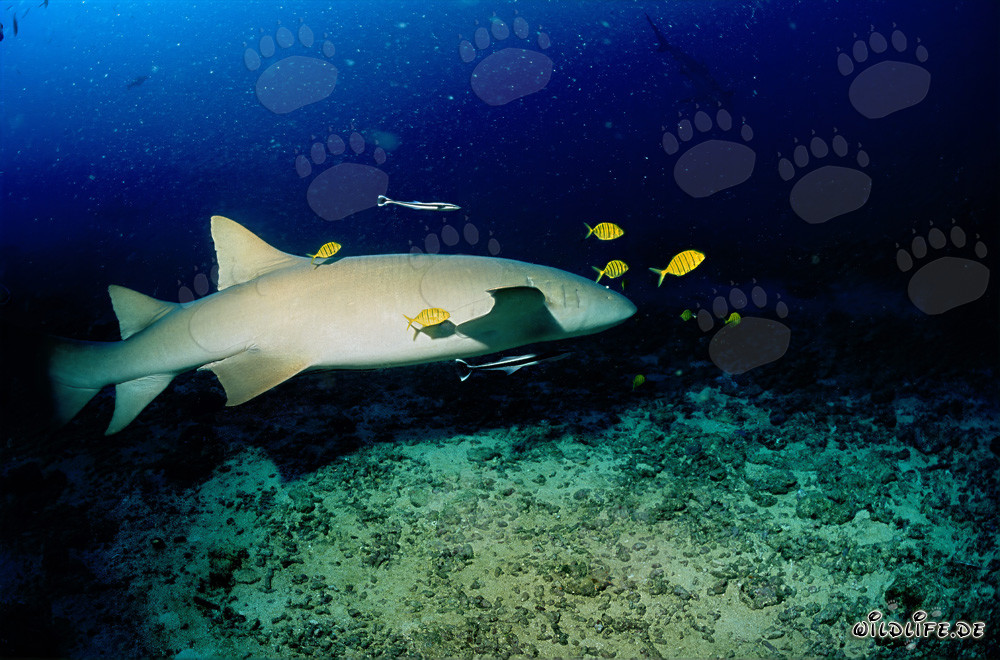 Requin-nourrice ordinaire avec des maquereaux dorés