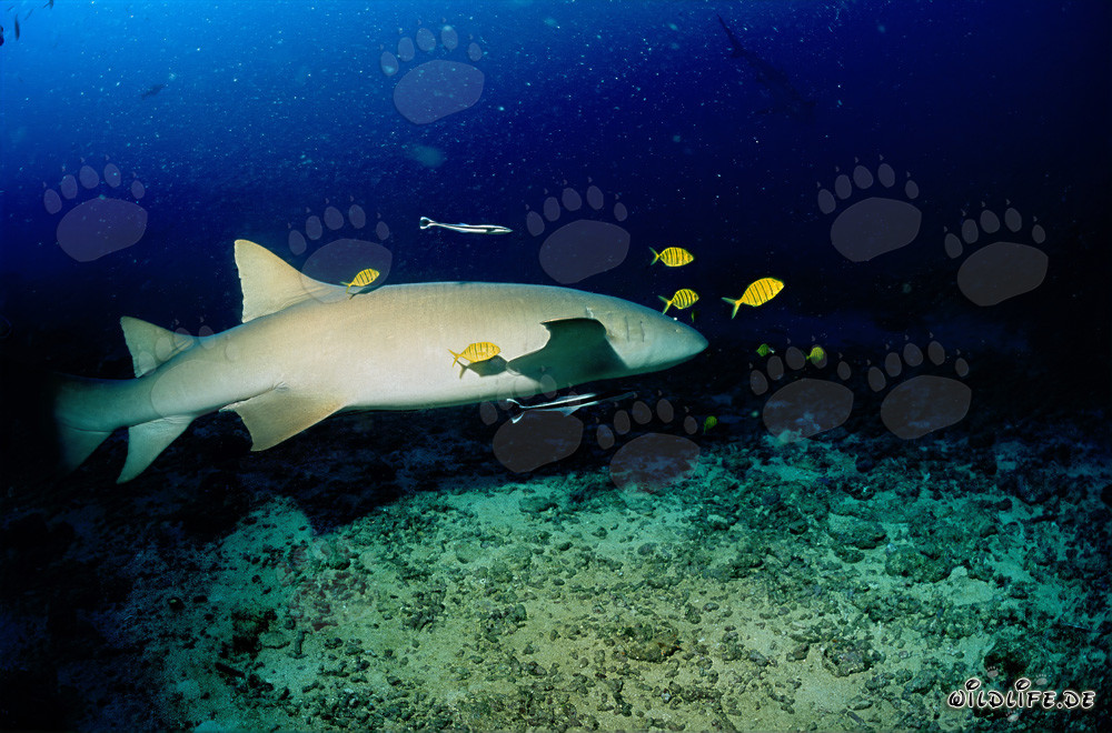 Tawny Nurse Shark with Golden Trevallies