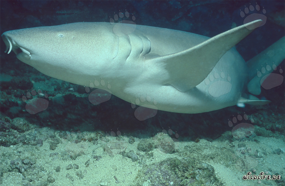 Gewöhnlicher Ammenhai in der Beqa Lagoon