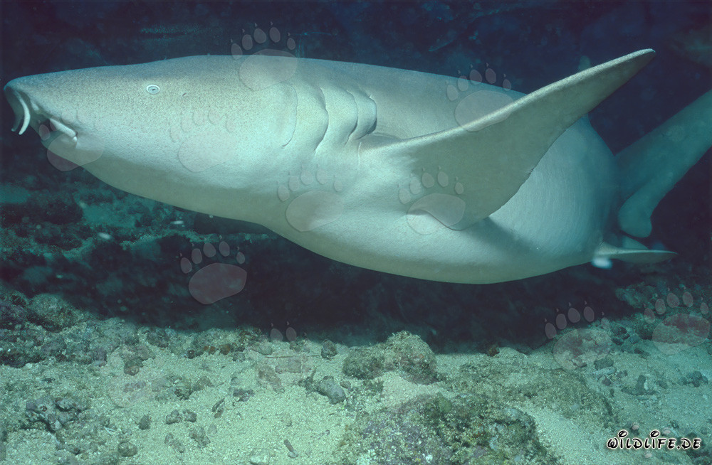 Requin nourrice ordinaire dans le lagon de Beqa