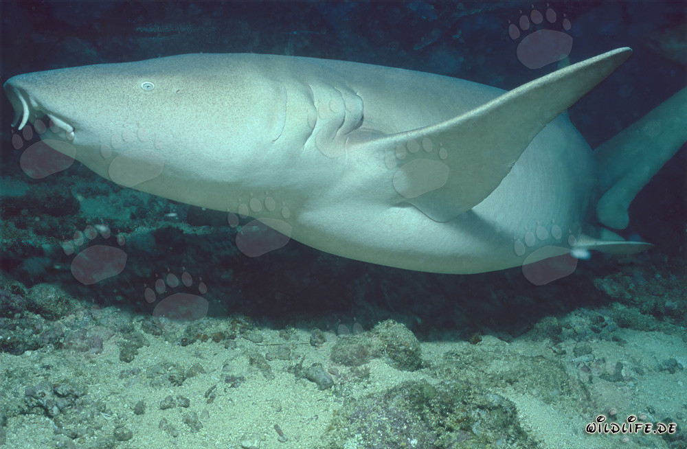 Tawny Nurse Shark in the Beqa Lagoon