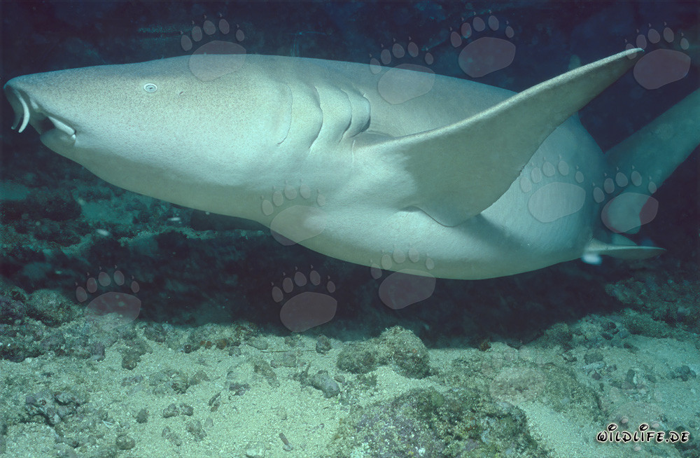 Tiburón nodriza común en la laguna de Beqa