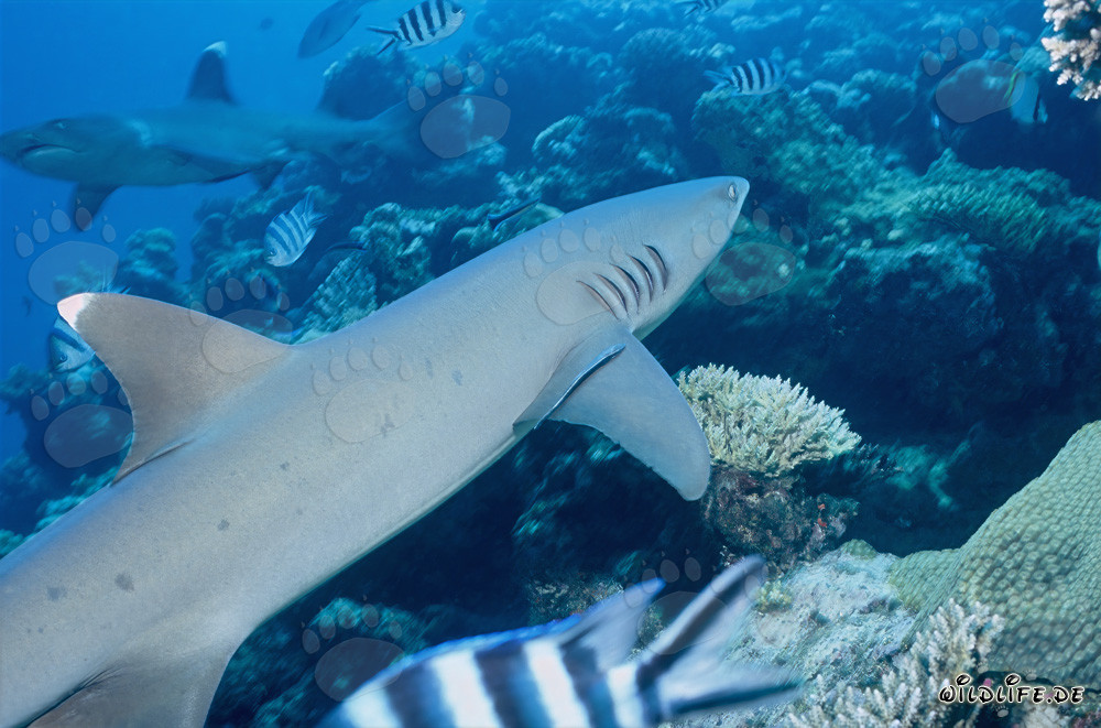 Rencontre de deux majestueux requins à pointe blanche du récif au Shark Reef à Fidji