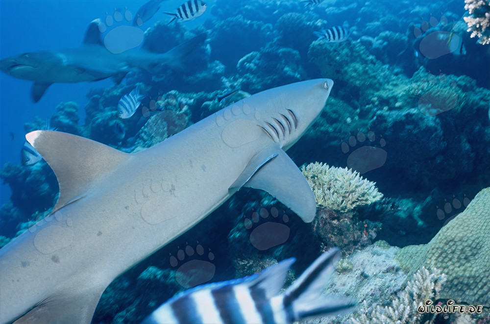 Incontro di due maestosi squali pinna bianca al Shark Reef alle Figi