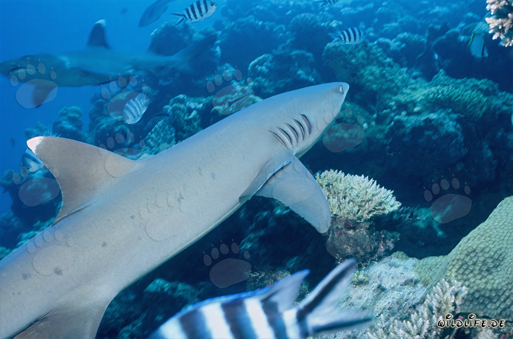Encuentro de dos majestuosos tiburones de arrecife de punta blanca en Shark Reef en Fiyi