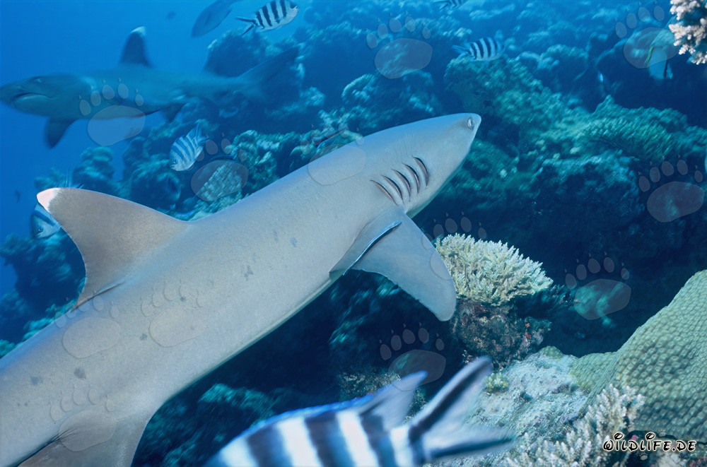 Zusammentreffen zweier majestätischer Weissspitzen-Riffhaie am Shark Reef in Fiji