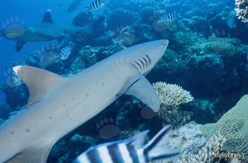 Encounter of two majestic whitetip reef sharks at Shark Reef in Fiji