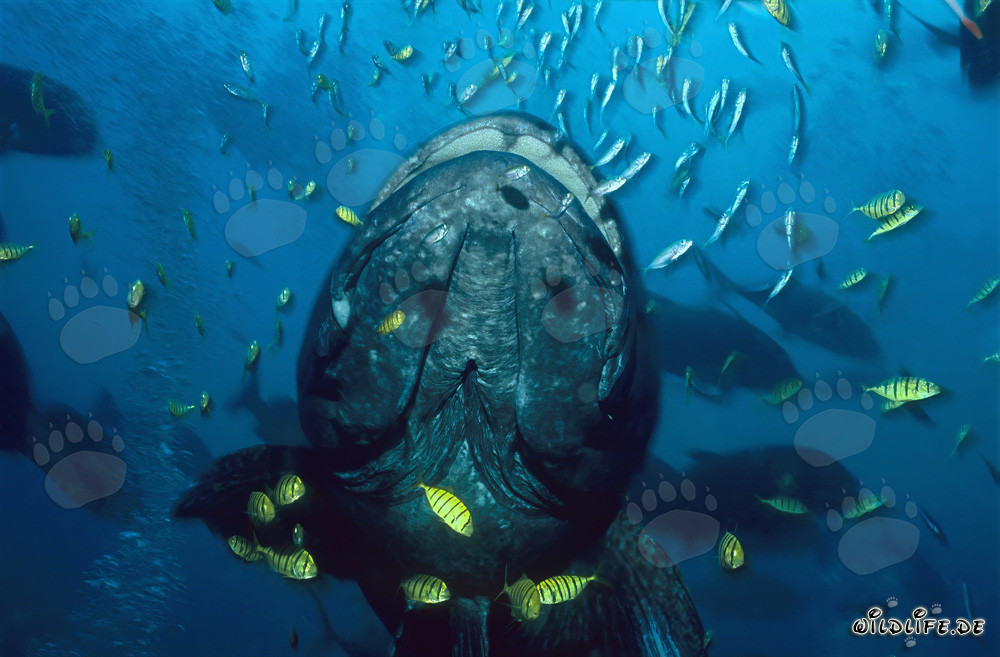 Cernia gigante e pettorali piloti neri e dorati nello Shark Reef