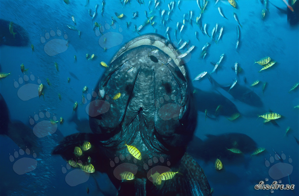 Giant Grouper and Black and Gold Pilot Stachelmakrelen in Shark Reef