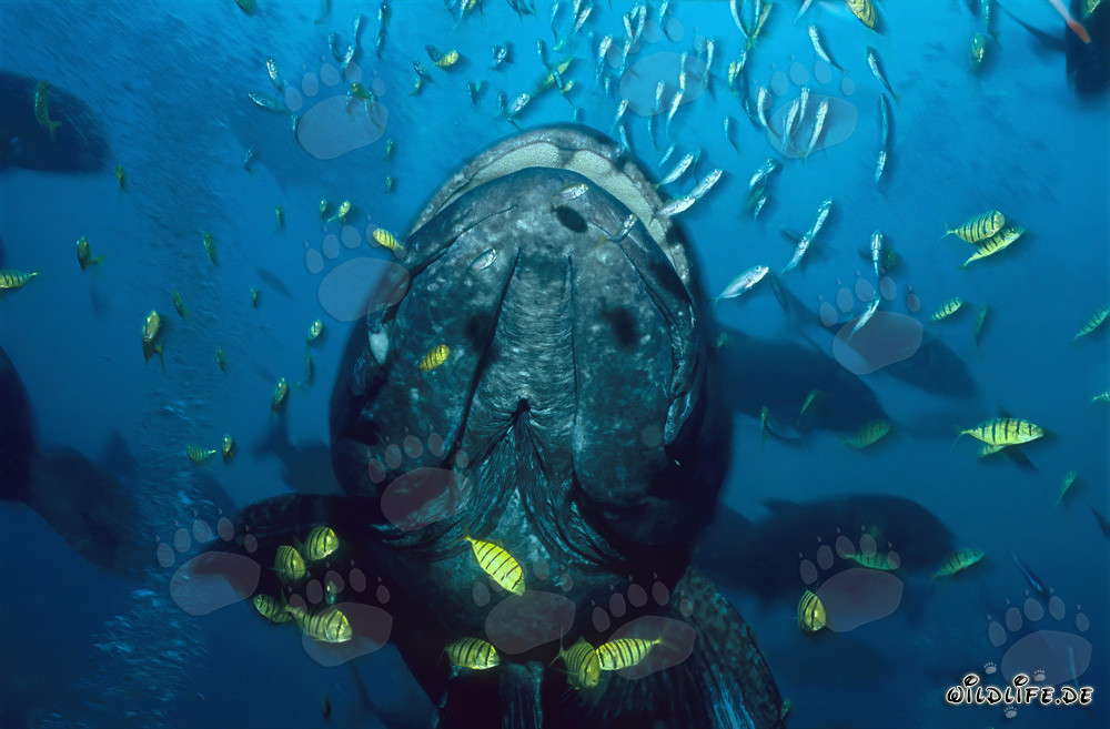 Mérou géant et balistes pilotes noirs et dorés au Shark Reef