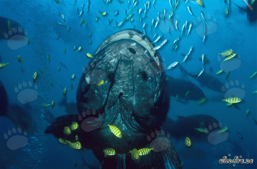 Riesenzackenbarsch und Schwarzgoldene Pilot Stachelmakrelen im Shark Reef