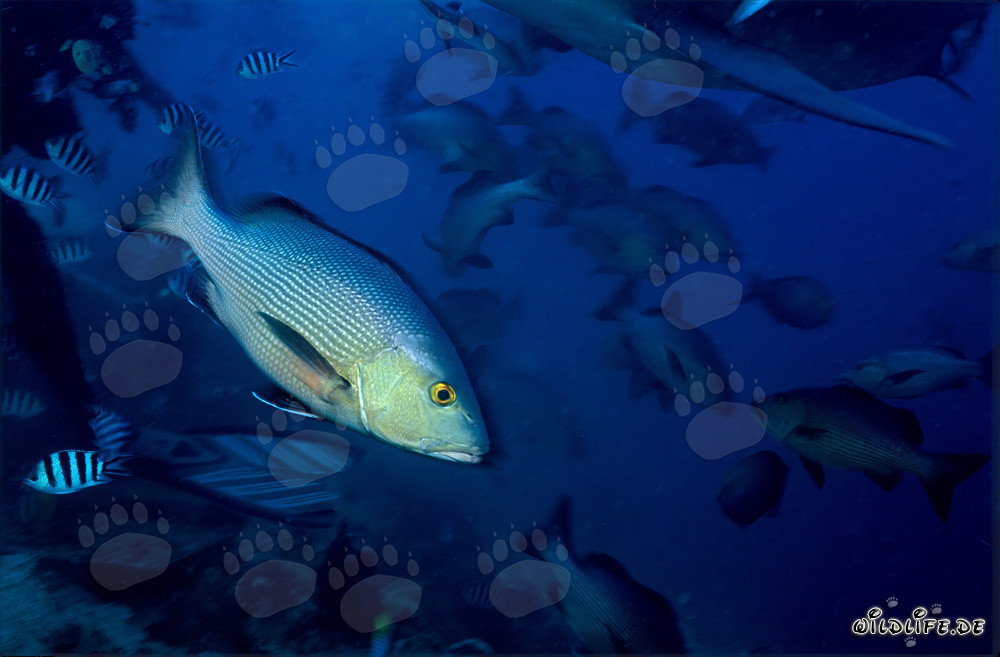 Vivaneau à deux taches sur le récif de requins dans le lagon de Beqa