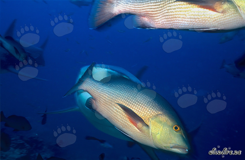 Pargo de doble mancha (Lutjanus bohar) en el arrecife de coral