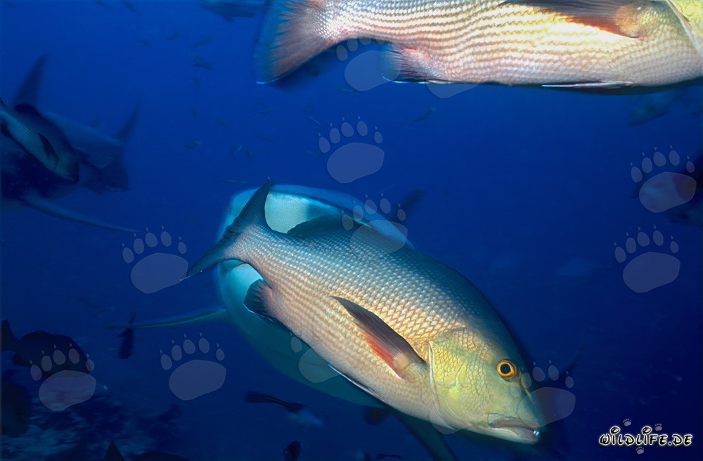 Red snapper (Lutjanus bohar) at the Coral Reef