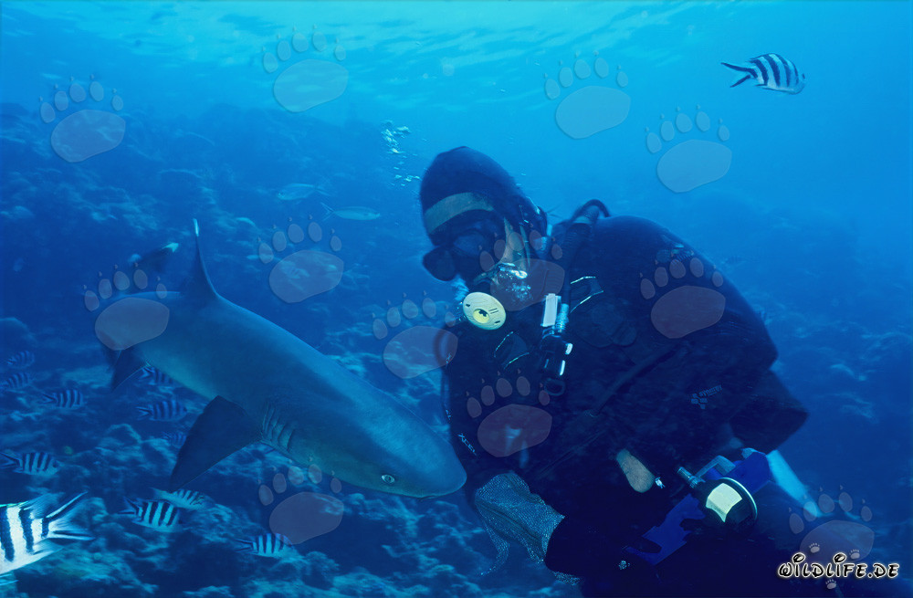 Requin à pointe blanche et plongeur au récif de requins