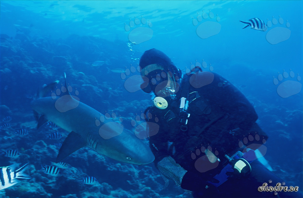 Tiburón de arrecife de punta blanca y buzo en el arrecife de tiburones