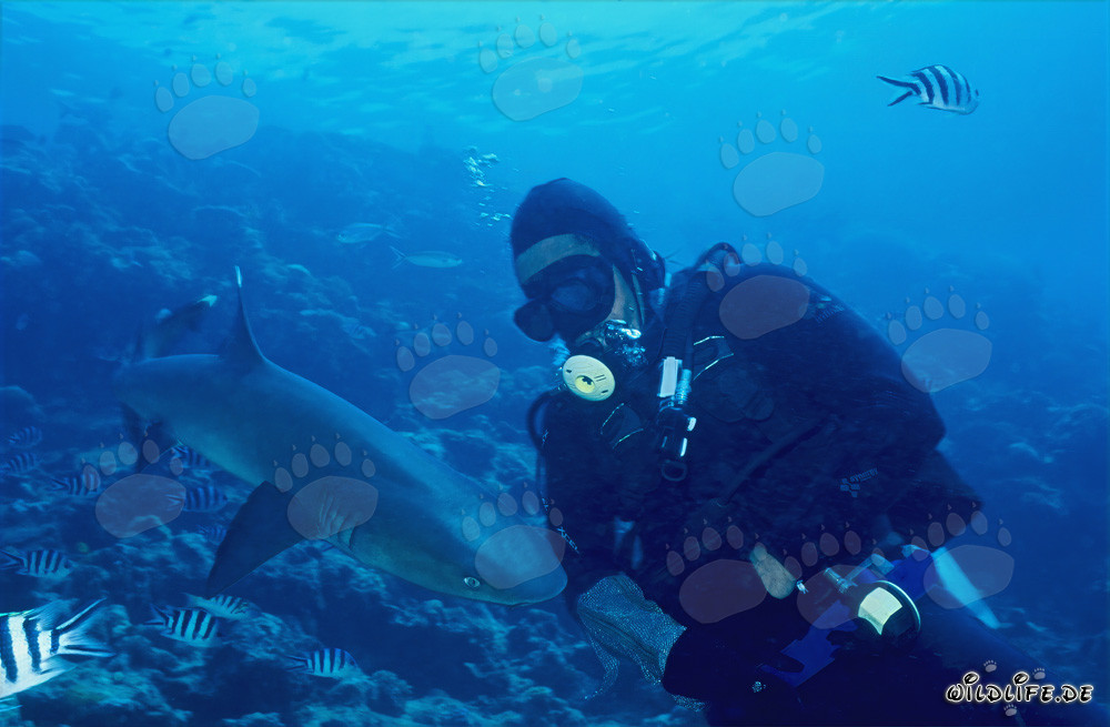 Whitetip Reef Shark and Diver at Shark Reef