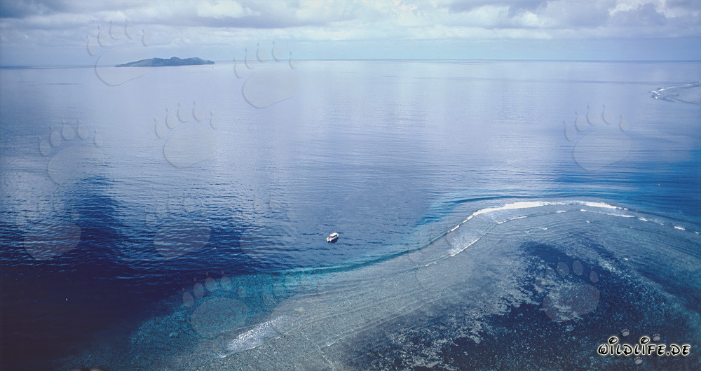 Aerial shot of Shark Reef in Beqa Lagoon, Fiji
