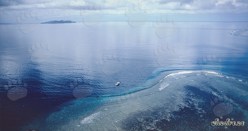 Luftaufnahme des Shark Reefs in der Beqa Lagune, Fiji