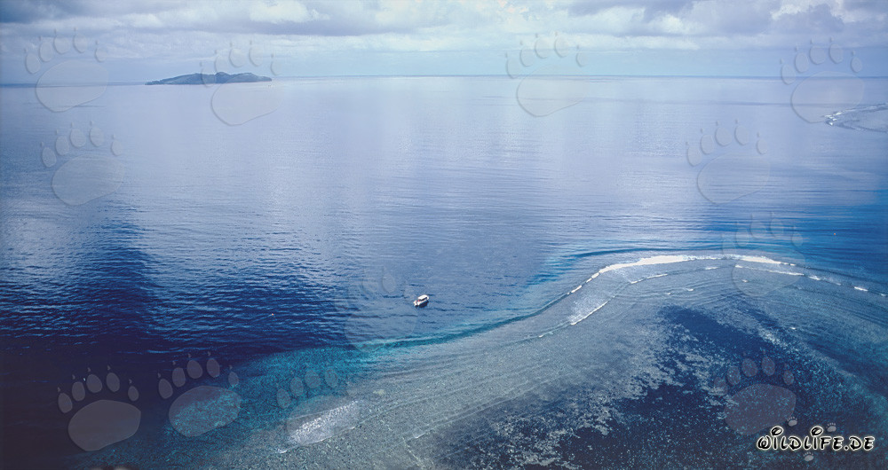 Vista aérea del Shark Reef en la laguna de Beqa, Fiyi