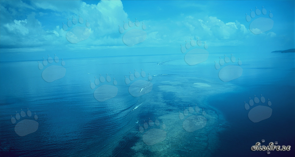Aerial View of Shark Reef in Beqa Lagoon, Fiji