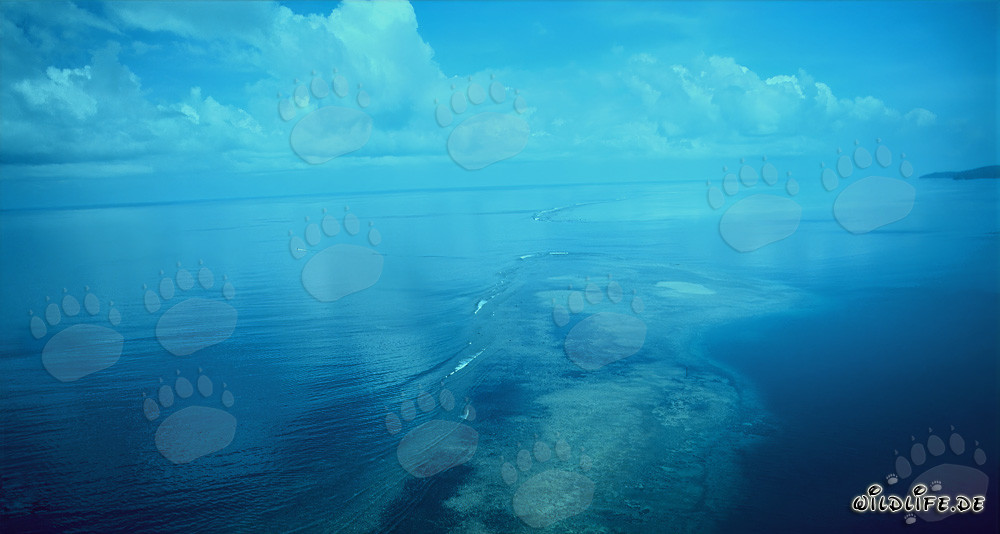Luftaufnahme des Shark Reef in der Beqa Lagune, Fidschi