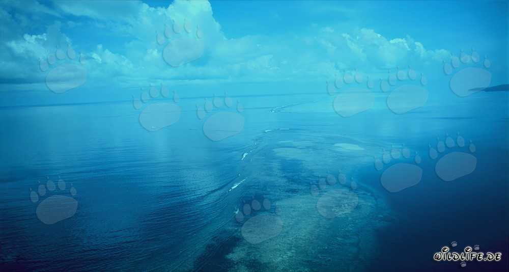 Veduta aerea dello Shark Reef nella laguna di Beqa, Figi