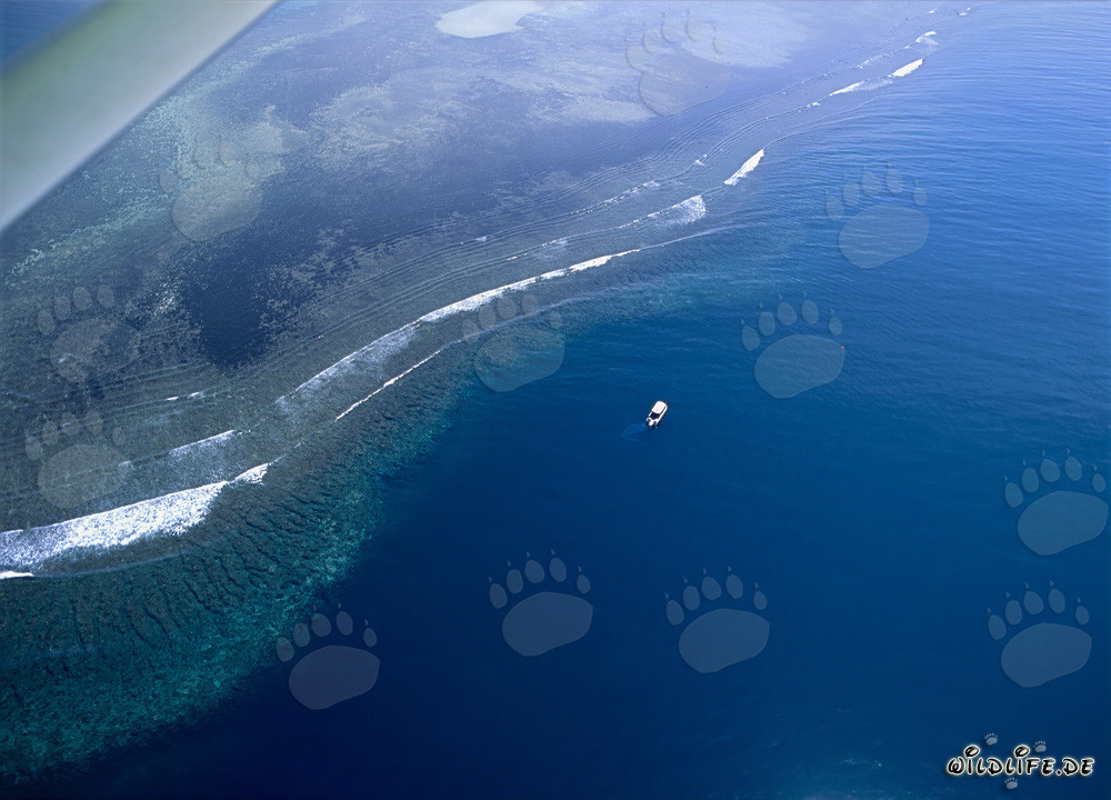 Aerial Photography of Shark Reef in Beqa Lagoon, Fiji