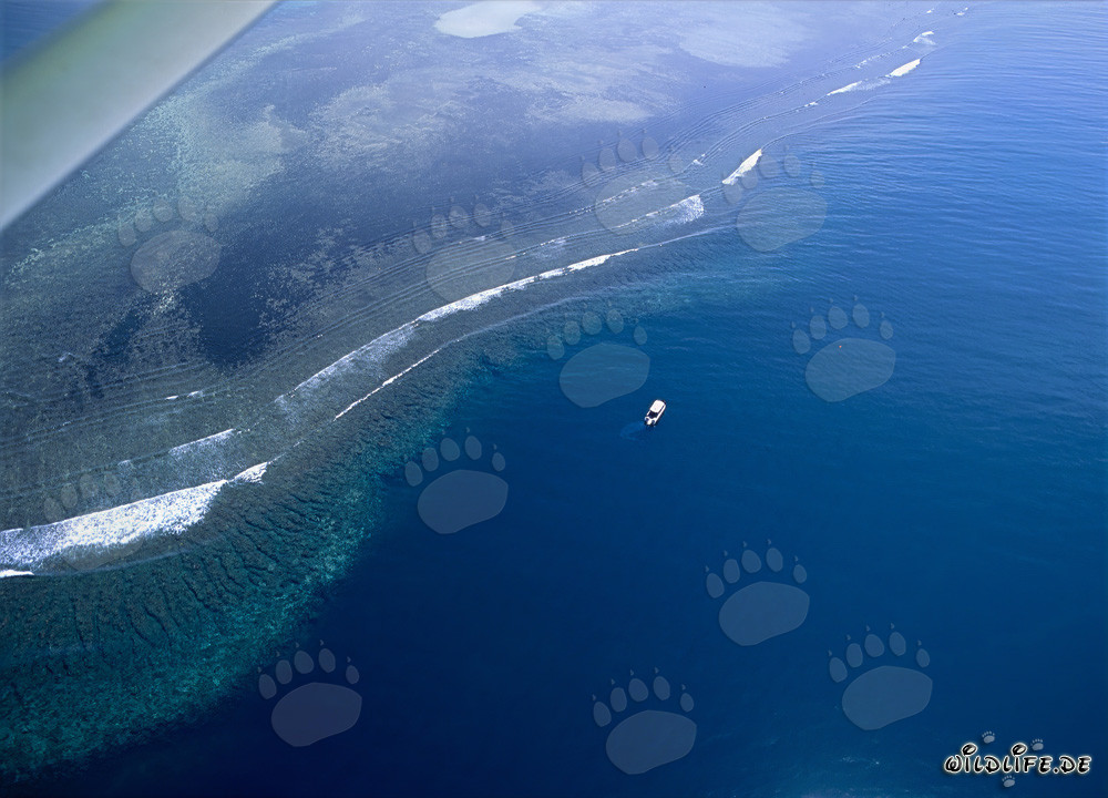 Luftaufnahme Shark Reef in der Beqa Lagoon auf den Fidschi-Inseln