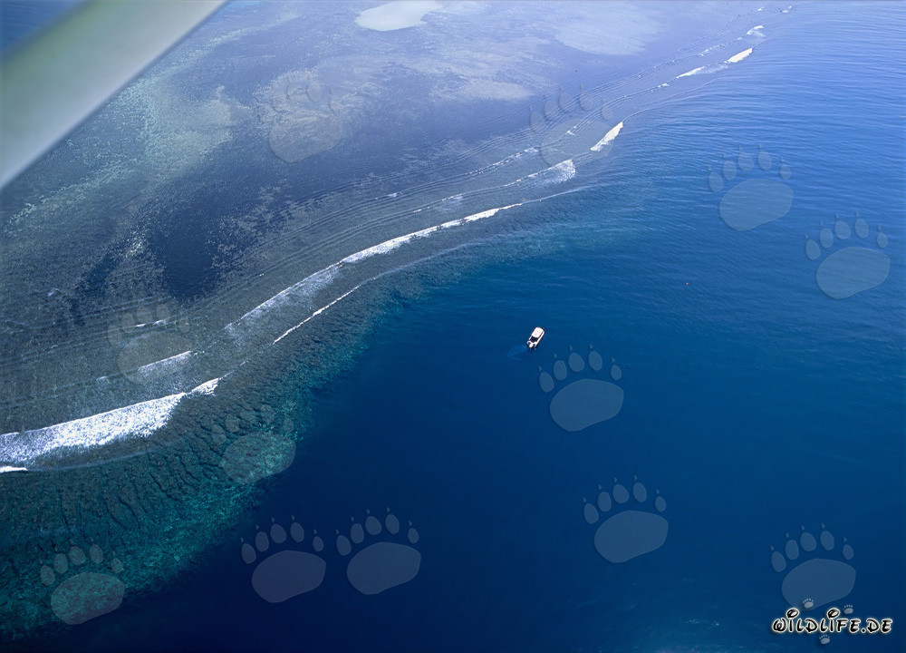 Vista aérea de Shark Reef en la laguna de Beqa en las Islas Fiji